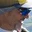 Rostro 1