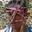 Rostro 2