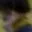 Rostro 5