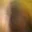 Rostro 7