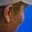 Rostro 10