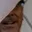 Rostro 6