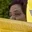 Rostro 5