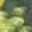 Rostro 6