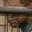 Rostro 5