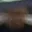 Rostro 7