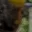 Rostro 5