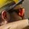 Rostro 4