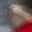 Rostro 3