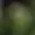 Rostro 4