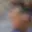 Rostro 4