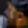 Rostro 3