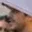 Rostro 8
