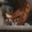 Rostro 12