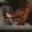 Rostro 9