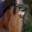 Rostro 6