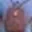 Rostro 13
