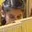 Rostro 4