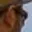Rostro 2