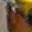 Rostro 2