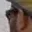 Rostro 4