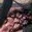 Rostro 14