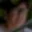 Rostro 7