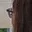Rostro 9