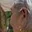 Rostro 10