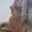 Rostro 8