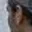 Rostro 3